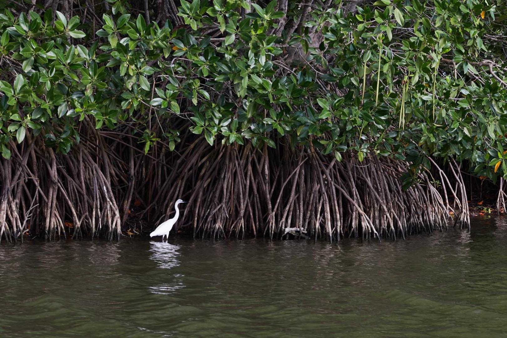 فندق Arugambay Coco Bay آروغام المظهر الخارجي الصورة
